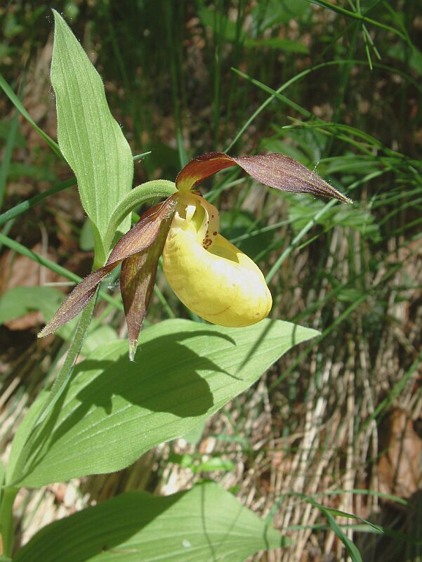 Cypripedium calceolus L.